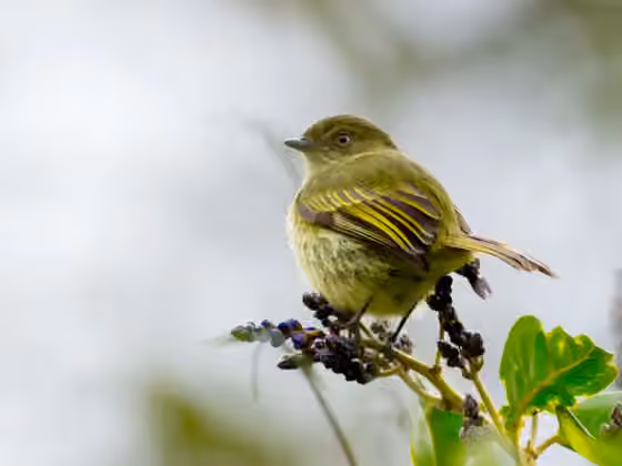 Dokumentasi Zimmerius bolivianus