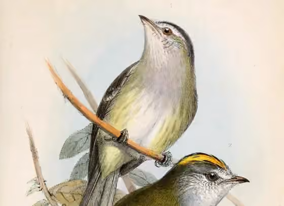 Ilustrasi dokumenter Zimmerius vilissimus dengan bagian figur lain pada pelat