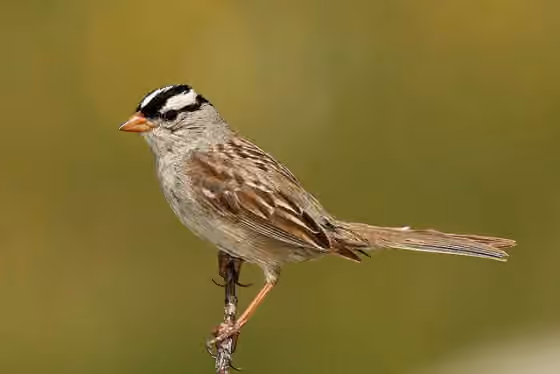 Dokumentasi Zonotrichia leucophrys