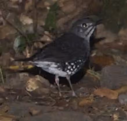 Dokumentasi Zoothera andromedae