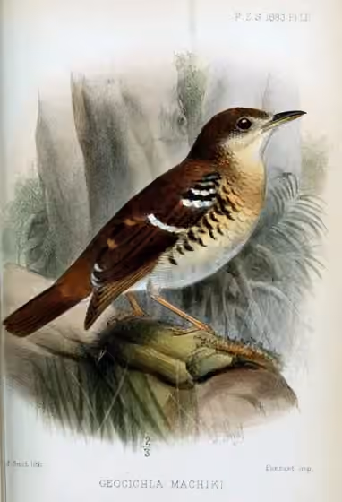 Ilustrasi Zoothera machiki