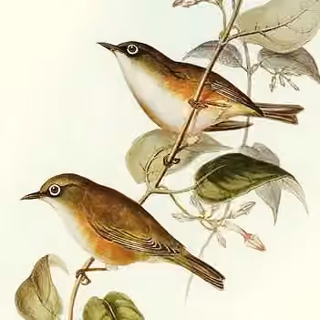Ilustrasi Zosterops albogularis