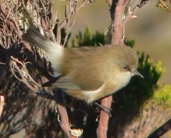 Dokumentasi Zosterops borbonicus