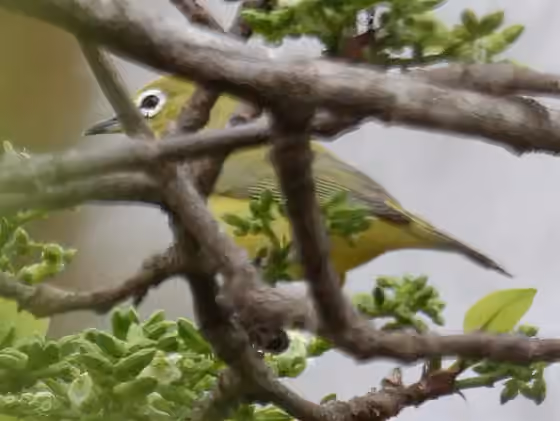 Dokumentasi Zosterops kikuyuensis