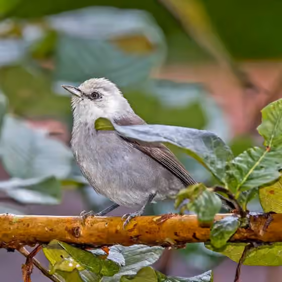 Dokumentasi Zosterops leucophaeus