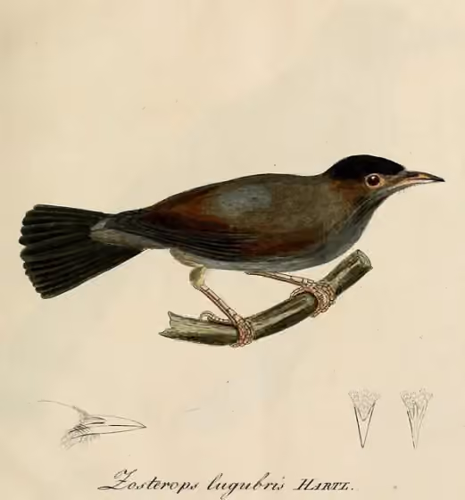Ilustrasi dokumenter Zosterops lugubris