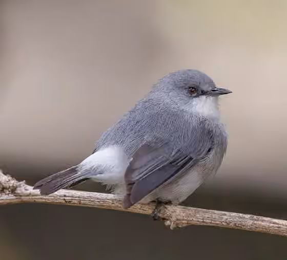 Dokumentasi Zosterops mauritianus