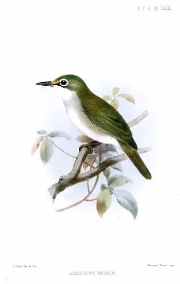 Ilustrasi Zosterops natalis