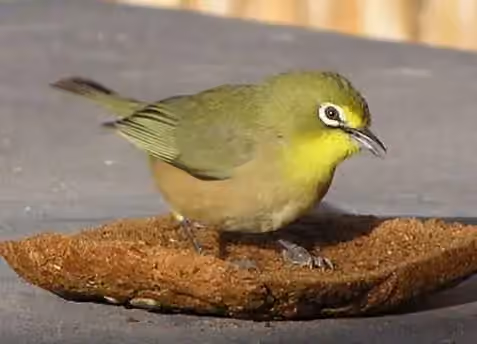 Dokumentasi Zosterops pallidus