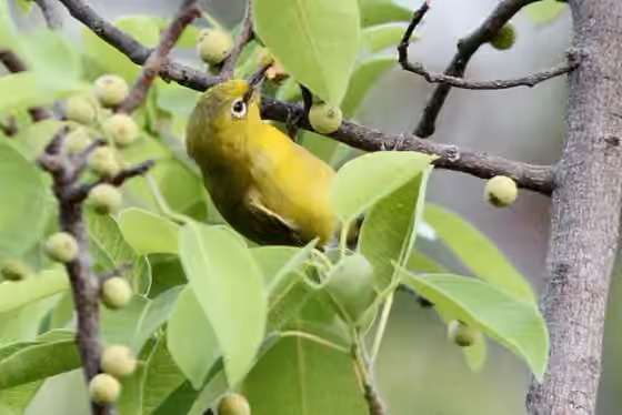 Dokumentasi Zosterops senegalensis