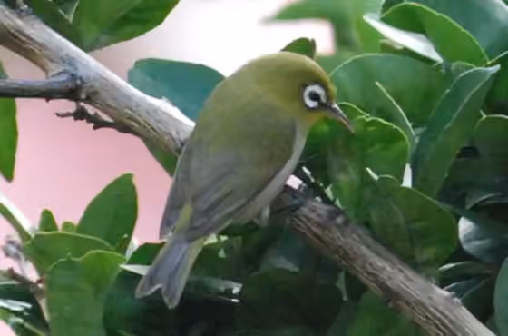 Dokumentasi Zosterops xanthochroa