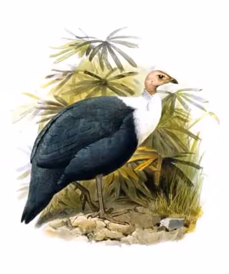 Ilustrasi Agelastes meleagrides