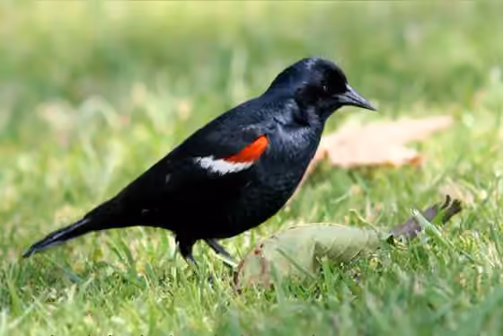 Dokumentasi Agelaius tricolor