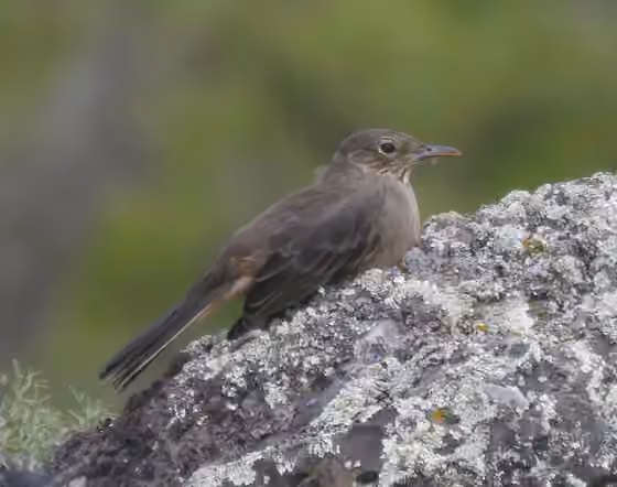 Dokumentasi Agriornis lividus
