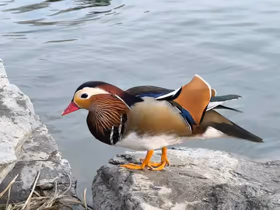 Dokumentasi Aix galericulata