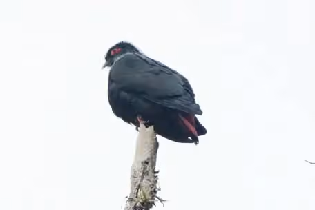 Dokumentasi Alectroenas madagascariensis