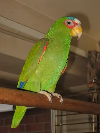 Dokumentasi Amazona albifrons