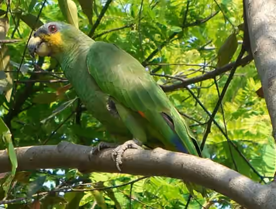 Dokumentasi Amazona amazonica