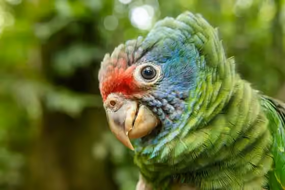 Dokumentasi Amazona brasiliensis