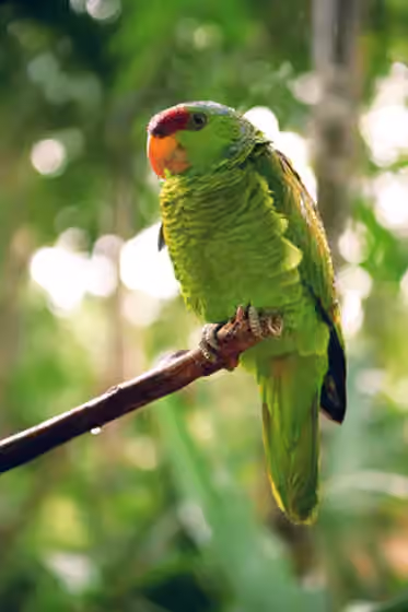 Dokumentasi Amazona finschi