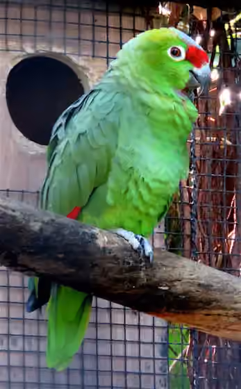 Dokumentasi Amazona diadema