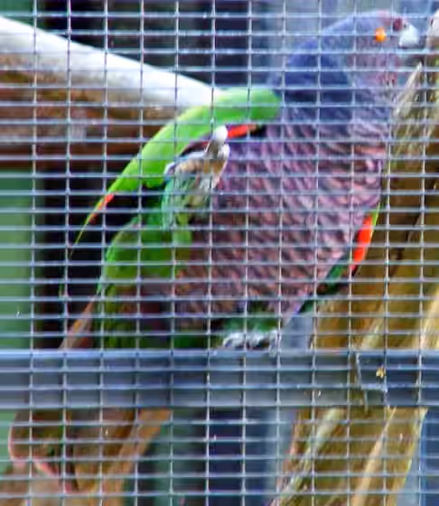 Dokumentasi Amazona imperialis