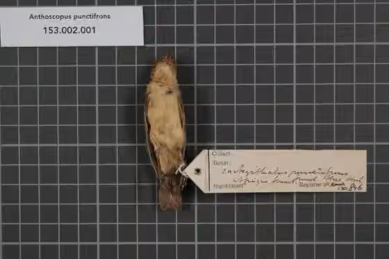 Spesimen koleksi Anthoscopus punctifrons dengan label koleksi