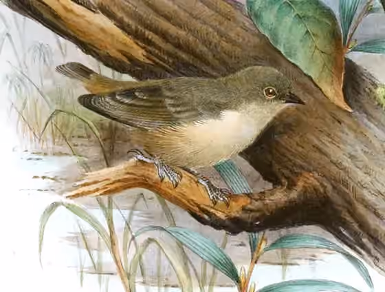 Ilustrasi Anthoscopus musculus