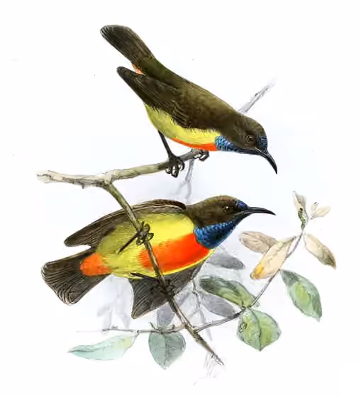 Pelat ilustrasi Anthreptes anchietae dengan beberapa figur burung