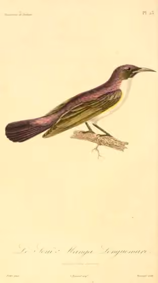 Ilustrasi Anthreptes longuemarei