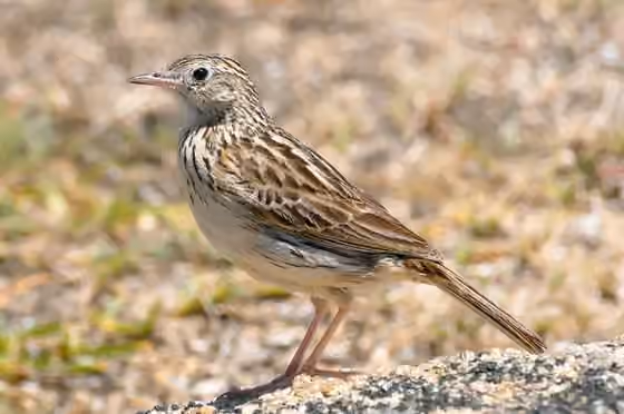 Dokumentasi Anthus correndera