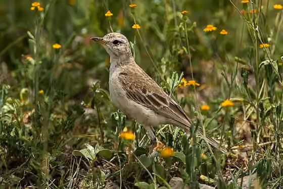 Dokumentasi Anthus leucophrys