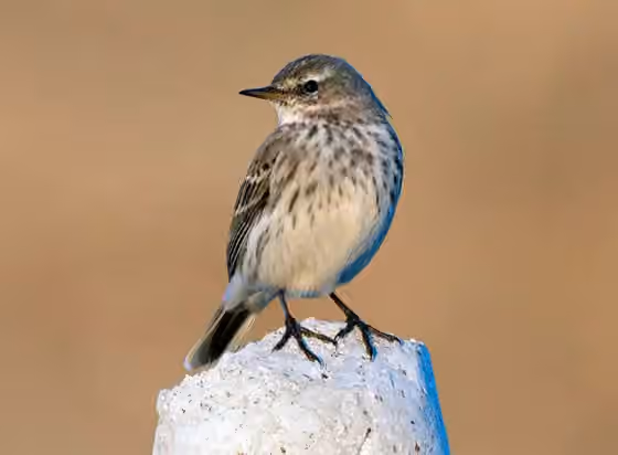 Dokumentasi Anthus spinoletta