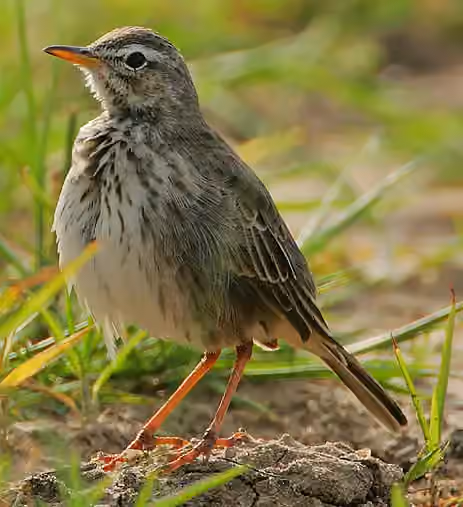 Dokumentasi Anthus melindae