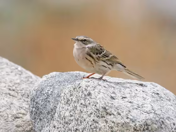 Dokumentasi Anthus roseatus