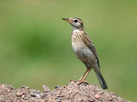 Dokumentasi Anthus rufulus