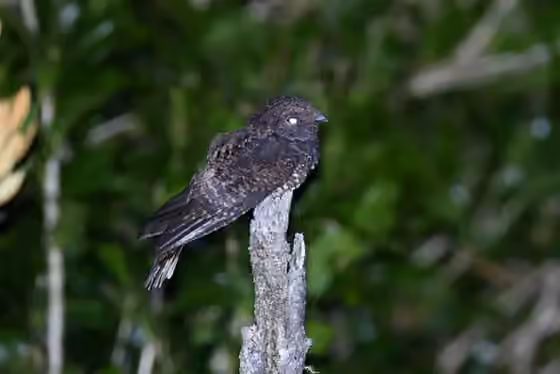 Dokumentasi Antrostomus saturatus