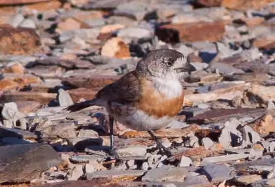 Dokumentasi Aphelocephala pectoralis