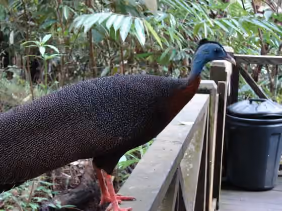 Dokumentasi Argusianus argus