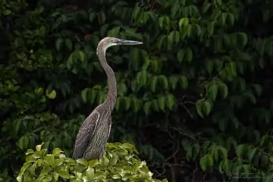 Dokumentasi Ardea sumatrana