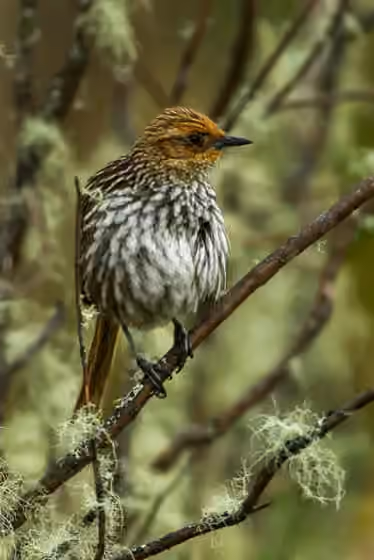 Dokumentasi Asthenes flammulata