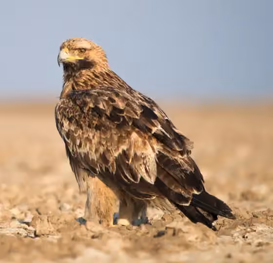 Dokumentasi Aquila heliaca