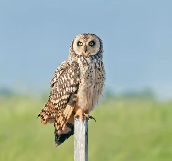 Dokumentasi Asio flammeus