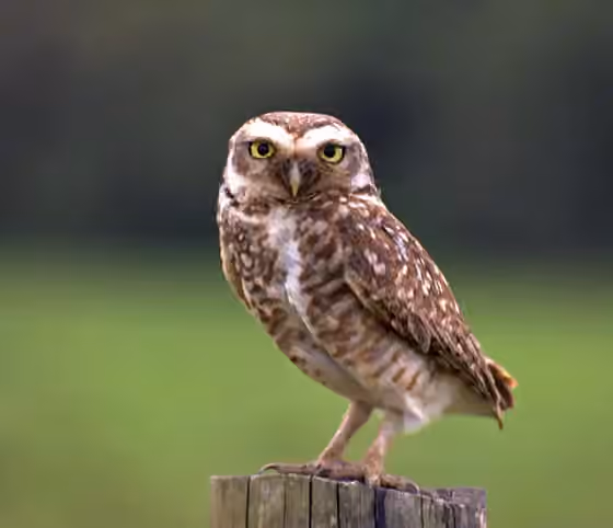 Dokumentasi Athene cunicularia