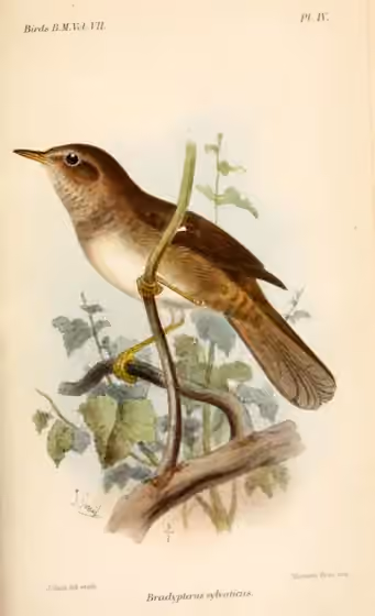 Ilustrasi Bradypterus sylvaticus