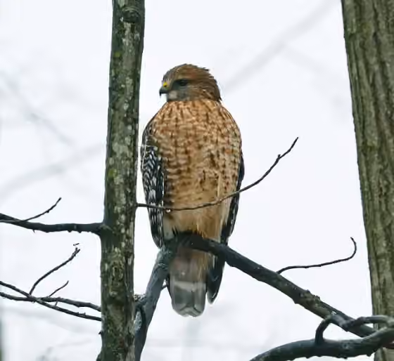 Dokumentasi Buteo lineatus