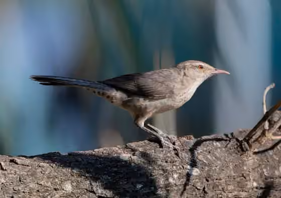 Dokumentasi Campylorhynchus turdinus