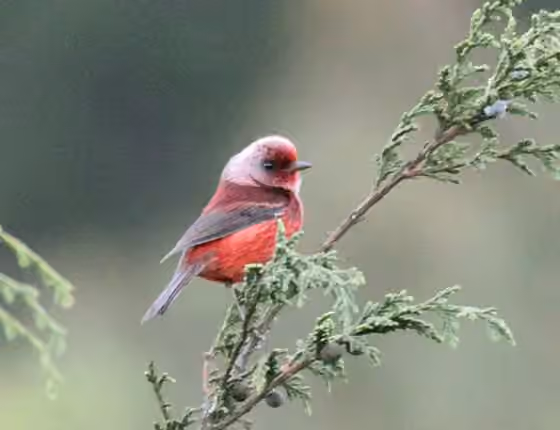 Dokumentasi Cardellina versicolor