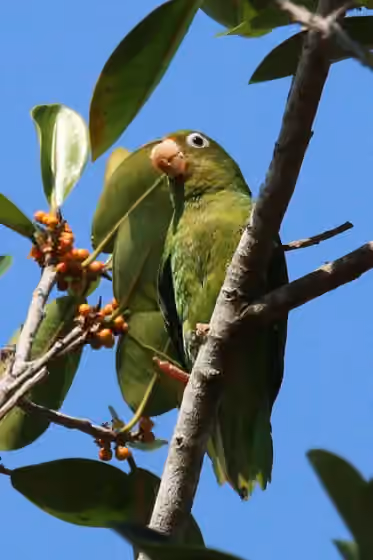 Dokumentasi Brotogeris chrysoptera