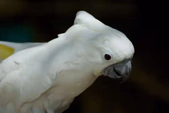 Dokumentasi Cacatua alba